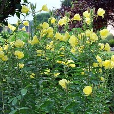 Common Evening Primrose / Oenothera biennis / Scented / Hardy / 1000 Seeds