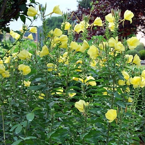 Common evening primrose - primrose, /