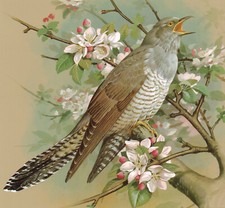 Cuckoo Bird Picture Print