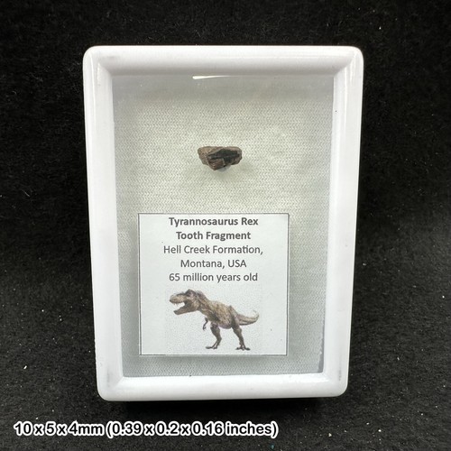 Tyrannosaurus rex tooth fossil - tyrannosaurus,
