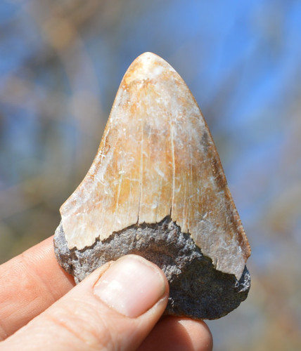 Wow genuine megalodon - wow,, ....genuine
