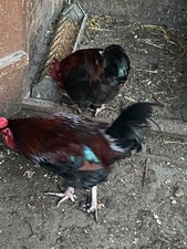 🪭 5+1 ❎  Eggs  from