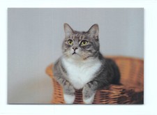 1 postcard cat "His masters