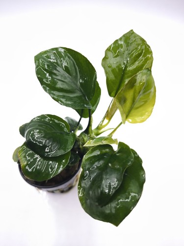 Anubias barteri golden - anubias,