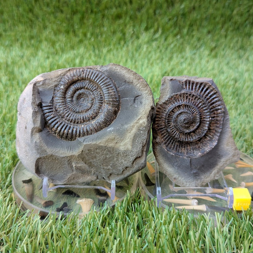 Large dactylioceras ammonite