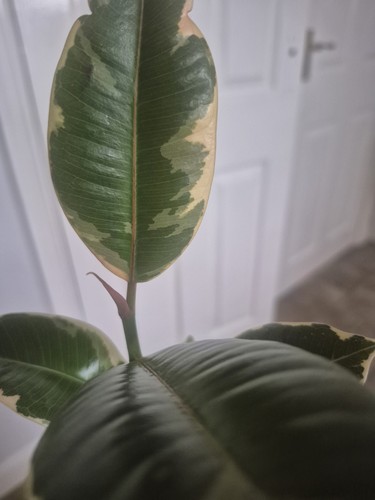 Rubber belize indoor plant - rubber,