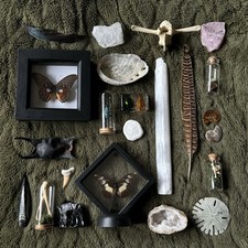 Natural history oddity bundle
