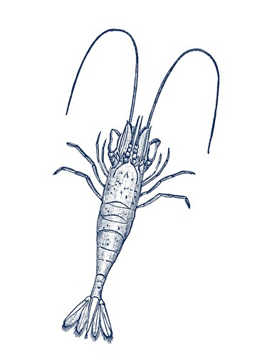Nautical lobster vintage - nautical,