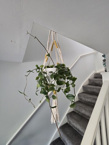 Peperomia plant with pot - , and