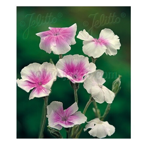 Lychnis coronaria oculata - lychnis, 'oculata'