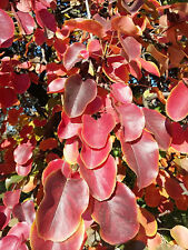 PYRUS PYRASTER, Wild Pear, edible fruit, wildlife plant, hardy, autumn colour