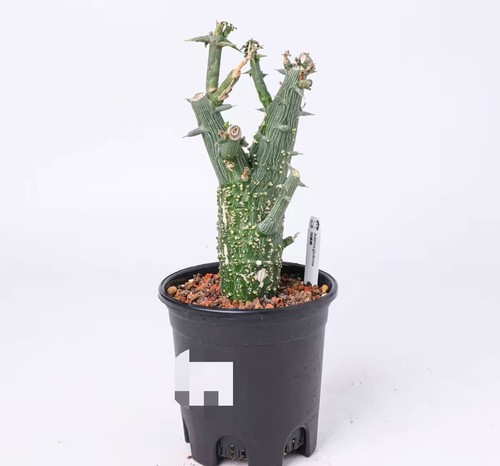 Pot 12cm adenia globosa - pot,
