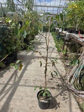  Hardy Eucalyptus Dwarf Sugar Gum,  E. cladocalyx  in a 22cm - 5Litre  Pot.