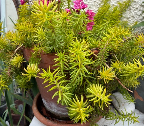Sedum rupestre angelina 2 - sedum,