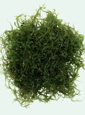 1 Big Portion Java Moss Live