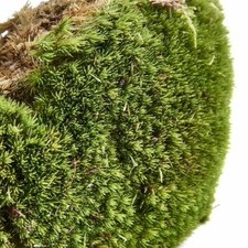 Swell Reptiles Live Cushion