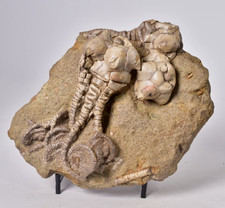 CRINOID FOSSIL, JIMBACRINUS