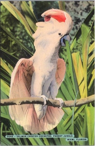 Parrot jungle miami florida - parrot,