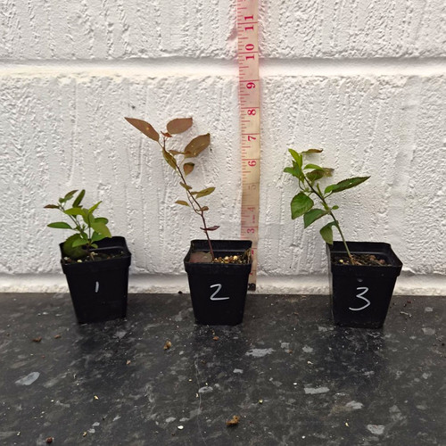 Prunus cerasifera cherry - prunus,
