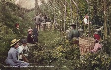 PC HOP-PICKING COMMENCING A