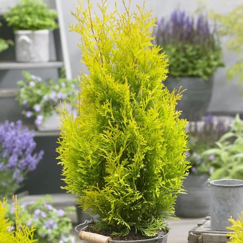 Thuja smaragd evergreen - thuja,