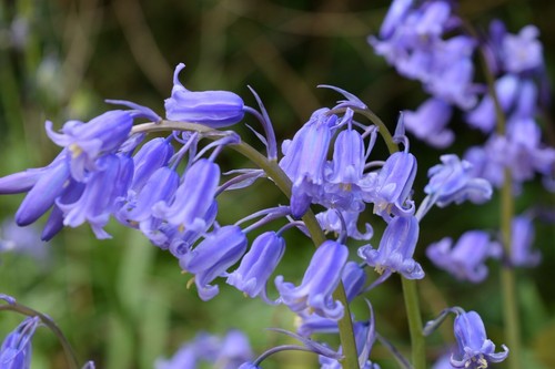 English bluebell early spring - bluebell,