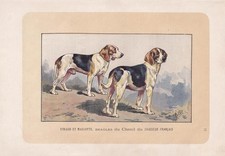 1896 BEAGLE DOG Print - Dog Wall Art Gift - Animal Lover - 10 x 7 Inches