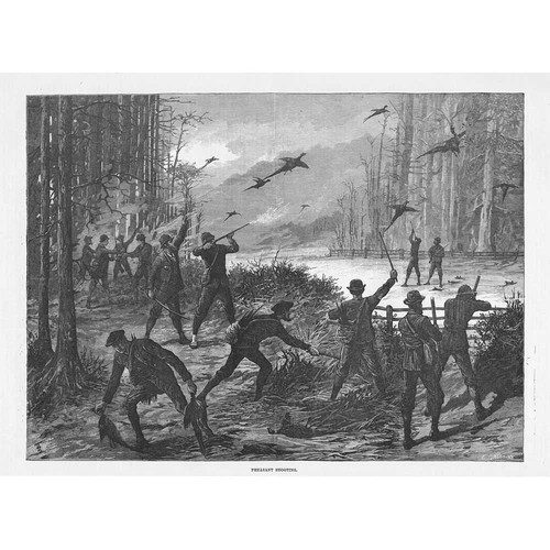 Pheasant shooting antique - pheasant,
