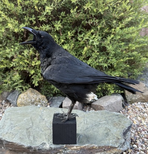 Taxidermy calling crow - taxidermy, xl