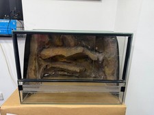 Used glass reptile - reptile, terrarium