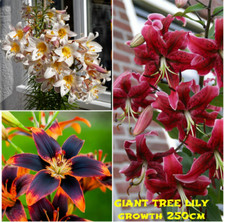 3 LILIES:TREE HYBRID,ASIATIC