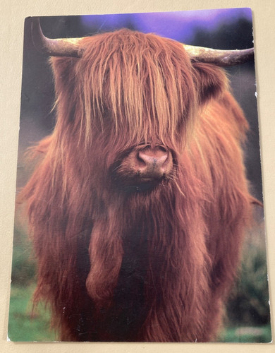 Unused animal postcard - unused,