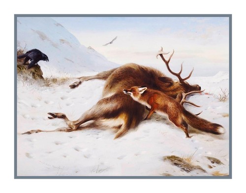 Naturalist thorburn fox - thorburn's,