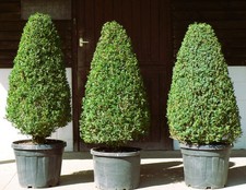  Real XL Box (buxus