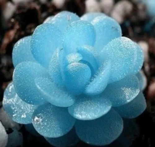 Blue flower succulent - succulent, seeds