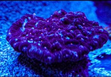 Terminator Chalice Marine Frag coral salt LPS Not Sps Soft Mushroom Zoa carbon