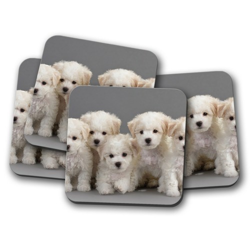 Set bichon frise - 4,