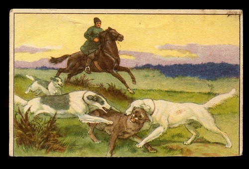 Borzoi russian wolfhound dog - borzoi,