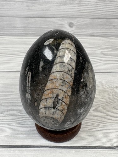 Orthoceras fossil stone egg - orthoceras,