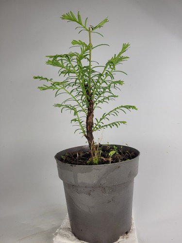 Dawn redwood starter - redwood, bonsai