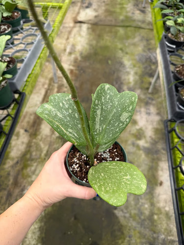 Hoya kerrii splash - hoya,
