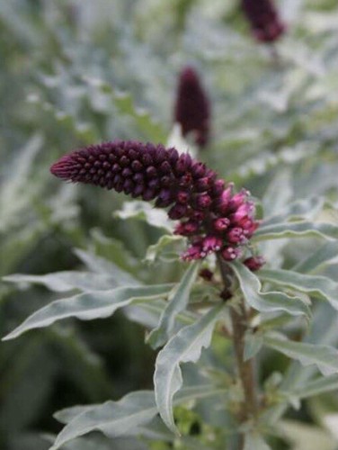 100 lysimachia atropurpurea - lysimachia,