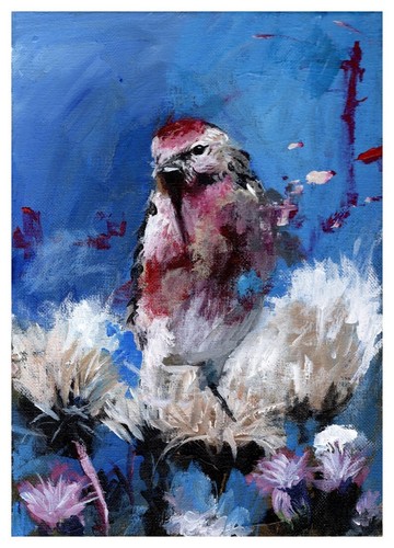 Painting redpoll finch - a,
