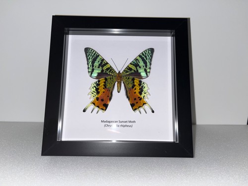 Madagascan sunset moth - madagascan,