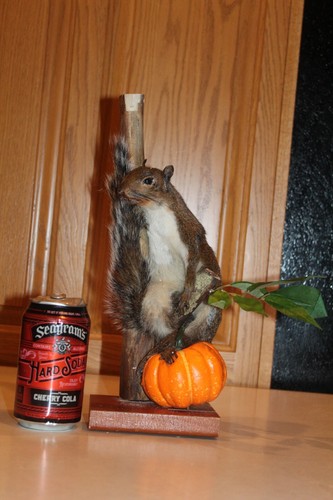 New taxidermy squirrel - new,