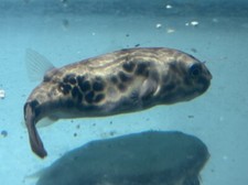 LIVE TROPICAL Fish~ TROPICAL