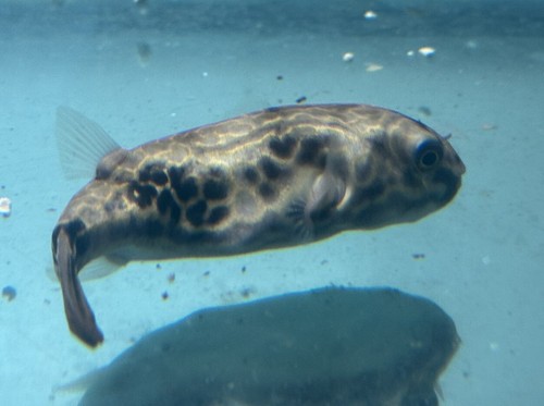 Live tropical fish - tropical,