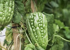 Big Top Bitter Melon Seeds –