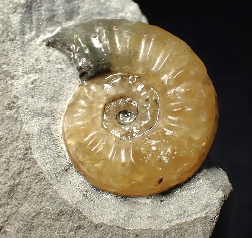 Asteroceras obtusum display
