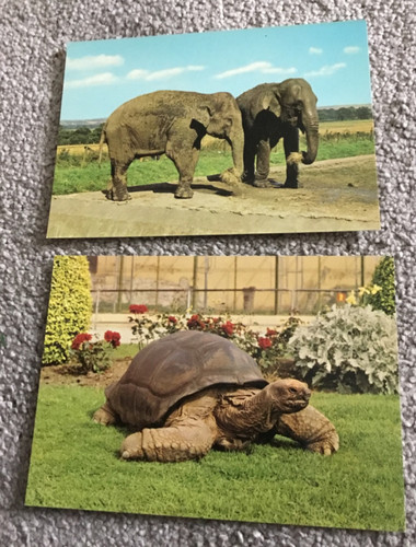 Vintage dated postcards - dated,